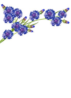 Beyaz arka plan üzerinde izole Peygamber çiçekler