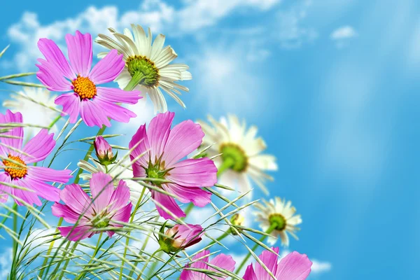 Madeliefjebloemen op blauwe hemelachtergrond — Stockfoto