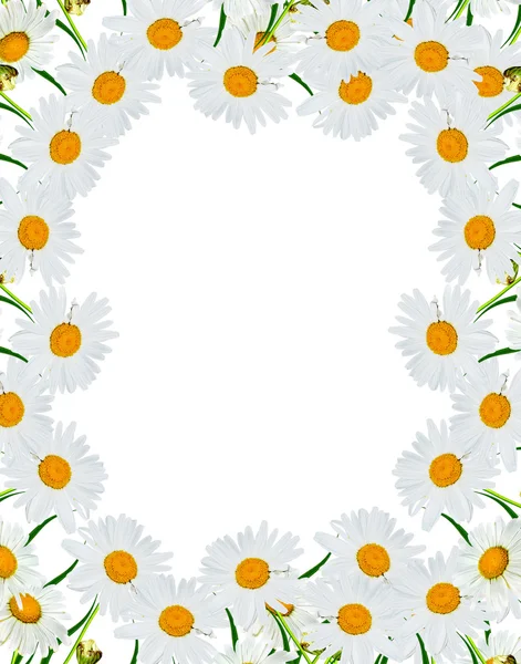 Round frame of flowers daisies — Stock Photo, Image