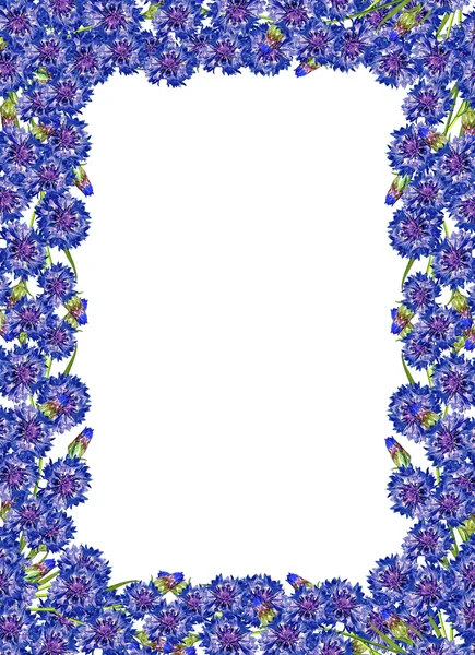 Cadre de fleurs bleuets — Photo