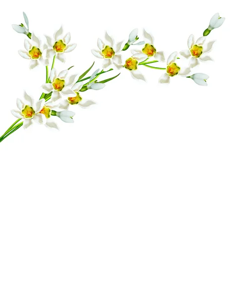 Spring flowers snowdrops isolated on white background — Stock Photo, Image