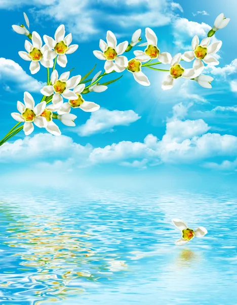 Tak van bloemen van sneeuwklokjes op een achtergrond van blauwe hemel met — Stockfoto