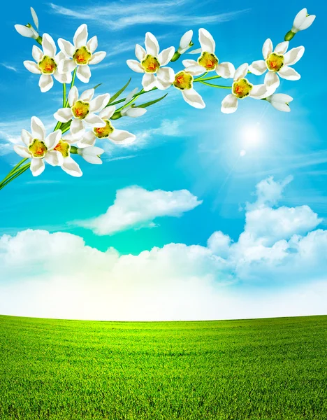 Branch of flowers of snowdrops on a background of blue sky with — Stock Photo, Image