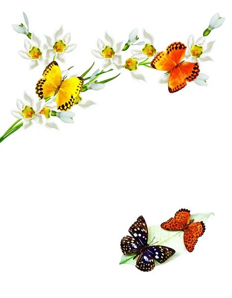 Rama de flores y mariposas aisladas sobre un fondo blanco — Foto de Stock