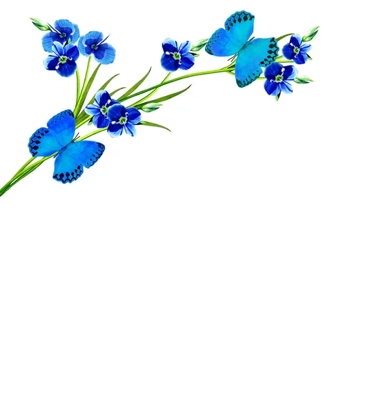 Forget-me-flower aislado sobre fondo blanco — Foto de Stock