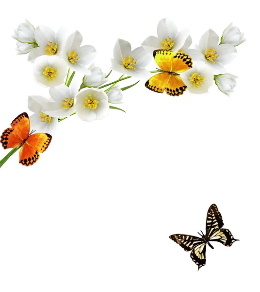 Branch of jasmine flowers and butterflies — Stock Photo, Image