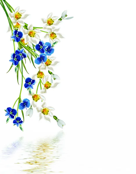 Весняні квіти проліски ізольовані на білому тлі — стокове фото