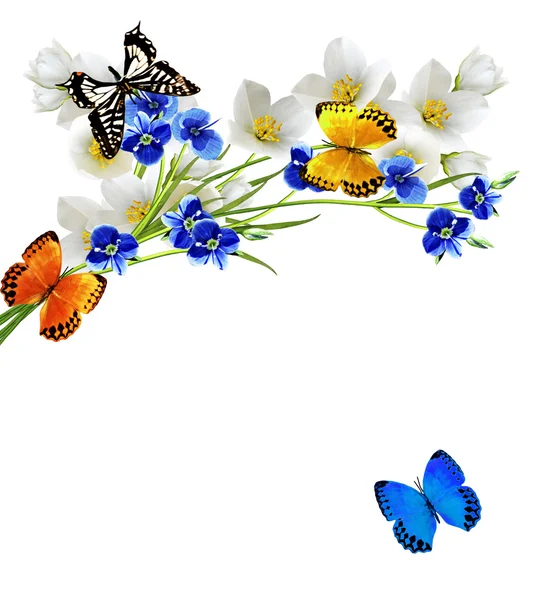 Branch of jasmine flowers and butterflies — Stock Photo, Image