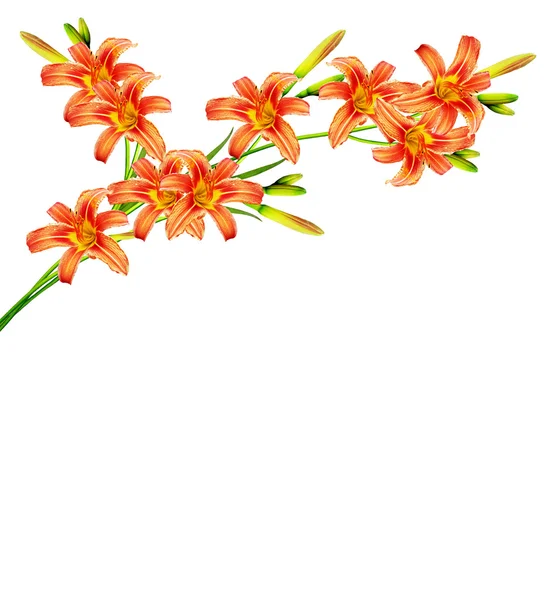 Bouquet of lily flowers isolated on white background — Stock Photo, Image