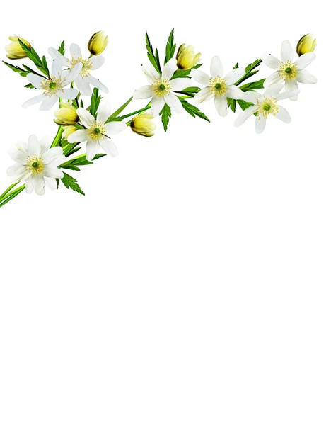 Lente bloemen sneeuwklokjes geïsoleerd op witte achtergrond — Stockfoto