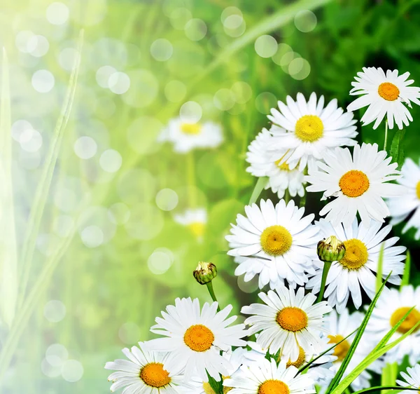 Summer landscape. Wildflowers daisies — Stock Photo, Image