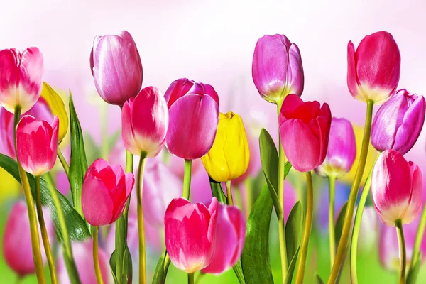 Bloemen tulpen — Stockfoto