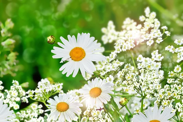 उन्हाळी लँडस्केप. वन्य फुले डेसीज — स्टॉक फोटो, इमेज