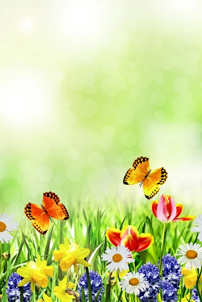 Spring flowers daffodils and tulips — Stock Photo, Image