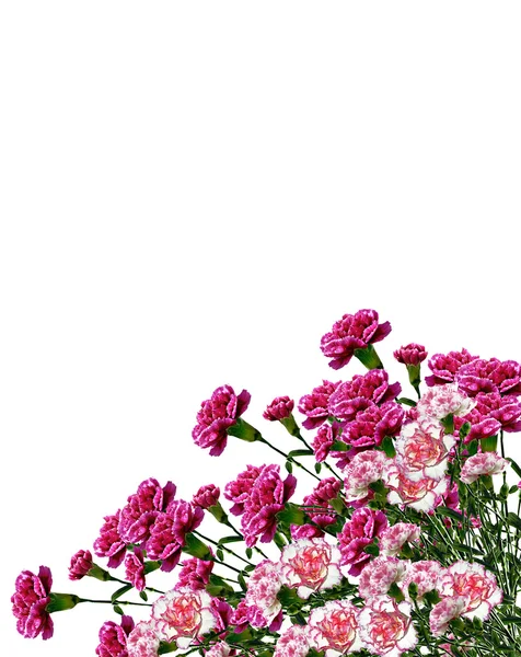 Carnation bloemen — Stockfoto