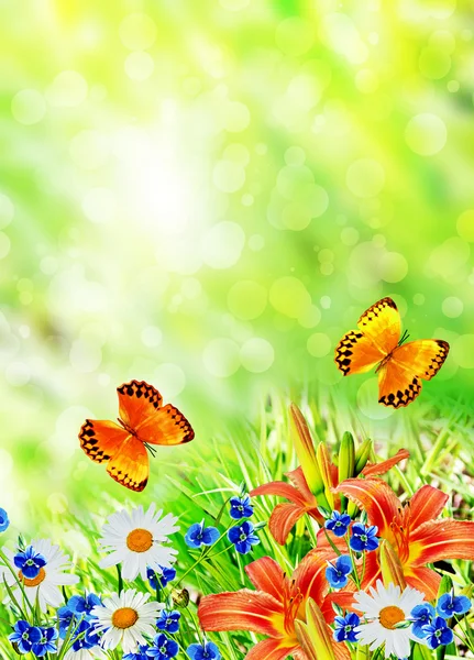 Summer landscape. flowers and butterflies — Stock Photo, Image