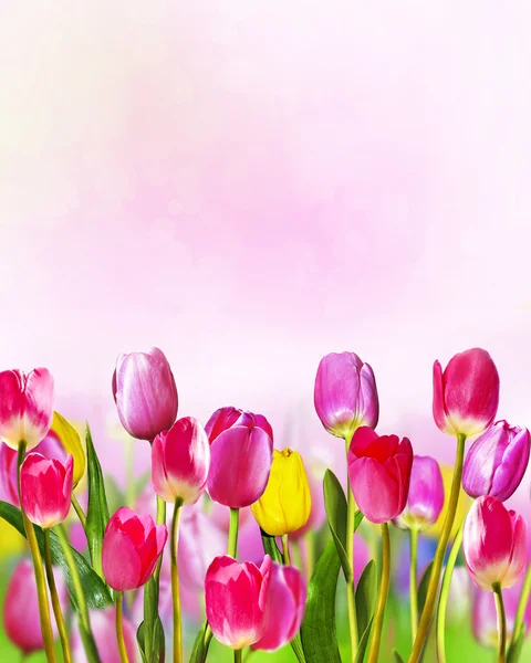 Flowers tulips Stock Picture