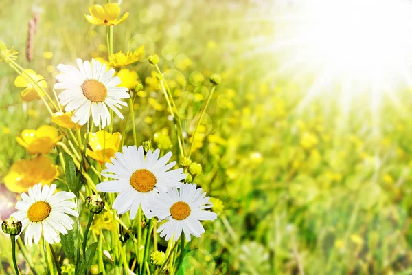 Sommerlandschaft. Kamillenblüten und Ranunkeln — Stockfoto