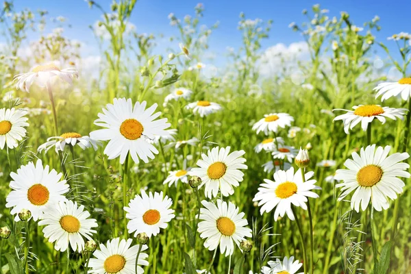 Wilde bloemen madeliefjes — Stockfoto