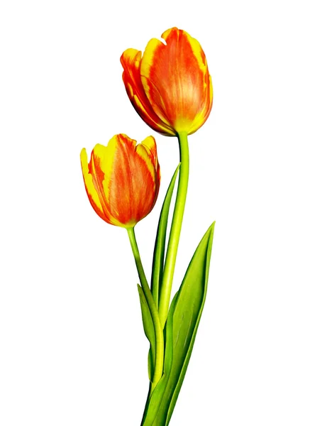 Frühling Blumen Tulpen isoliert auf weißem Hintergrund — Stockfoto