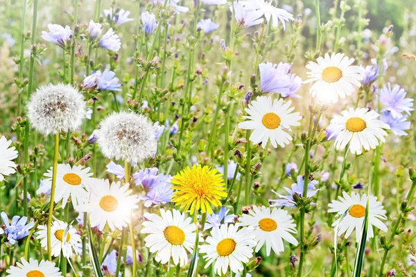 Summer landscape. Chamomile flowers and dandelions — Stock Photo, Image