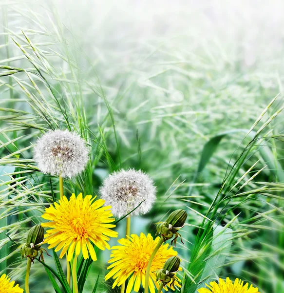 Весенний пейзаж с молодой травой — стоковое фото