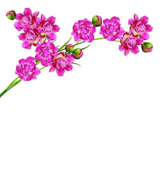 Beyaz arka plan üzerinde izole Şakayık çiçekleri