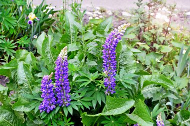 Yaz manzara. acı bakla çiçekler