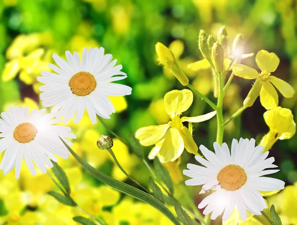 Paisagem verão. Flores de camomila e borboletas — Fotografia de Stock