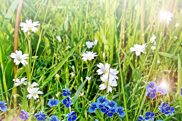 Sommerlandschaft mit Wildblumen — Stockfoto
