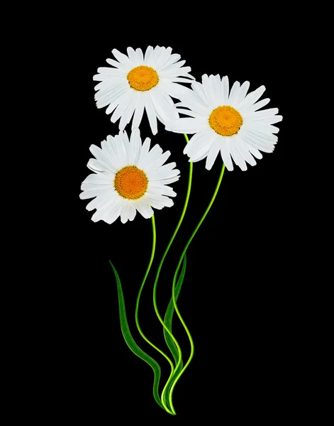 Daisy flowers isolated on black background — Stock Photo, Image