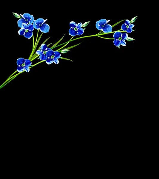 Flores Me-nots aisladas sobre fondo negro — Foto de Stock