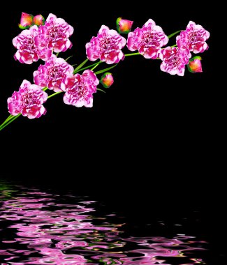 Peonies çiçek izole siyah arka plan üzerine