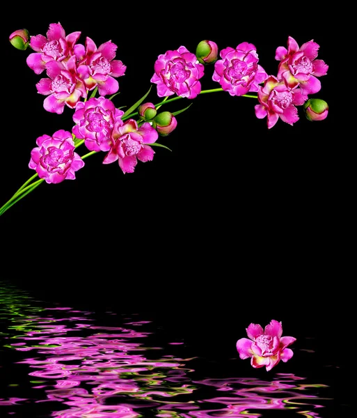 Peonies çiçek izole siyah arka plan üzerine