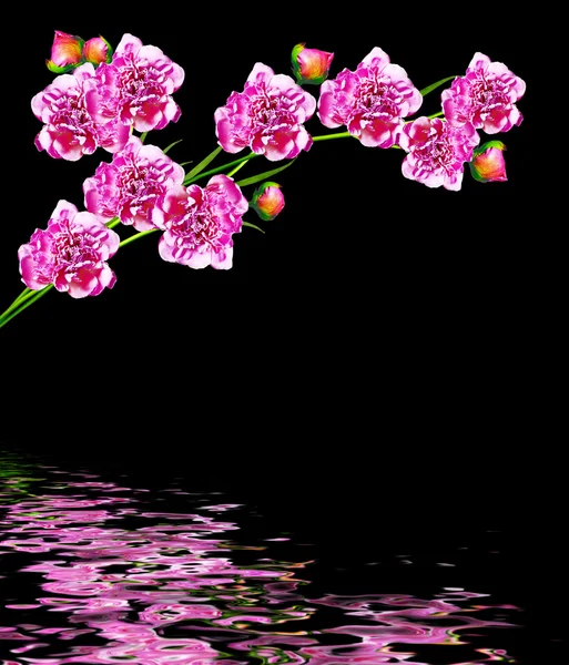 Peonies çiçek izole siyah arka plan üzerine