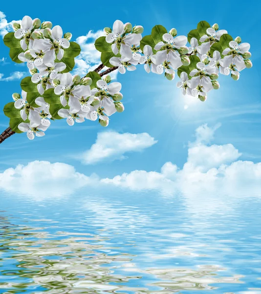 Ramo dei fiori di ciliegio contro il cielo blu con le nuvole — Foto Stock