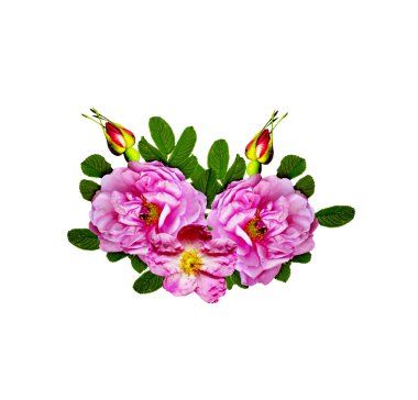 Beyaz bir arka plan üzerinde köpek rose (rosa canina) çiçekler