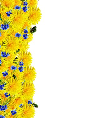 Karahindiba çiçekleri beyaz arkaplanda izole