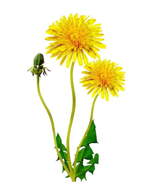 Flores de diente de león aisladas sobre fondo blanco —  Fotos de Stock