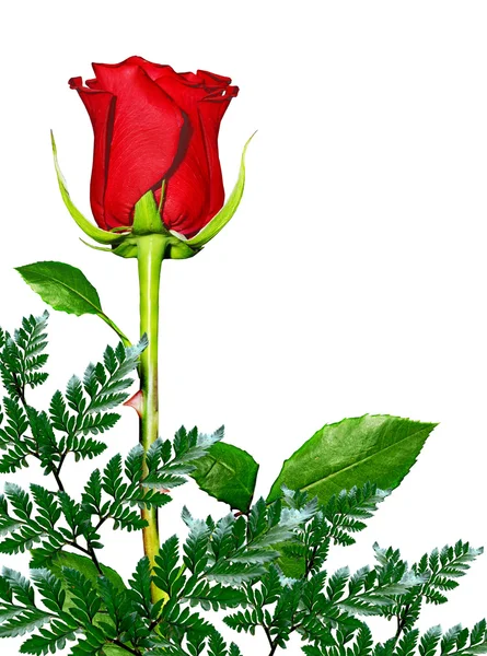 Квіти троянд — стокове фото