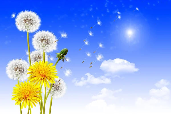 Landscape dandelion flower — Stock Photo, Image