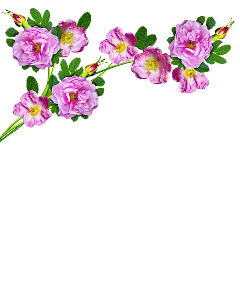 Собача троянда (Роза каніна) квіти на білому тлі — стокове фото
