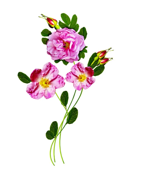 Beyaz bir arka plan üzerinde köpek rose (rosa canina) çiçekler — Stok fotoğraf