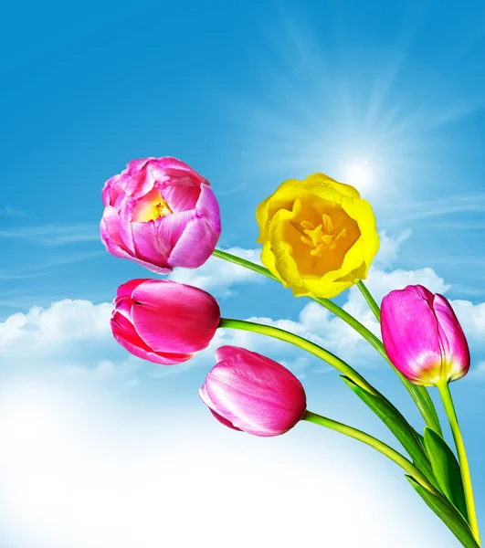 Flores da primavera tulipas no fundo do céu azul com nuvens — Fotografia de Stock