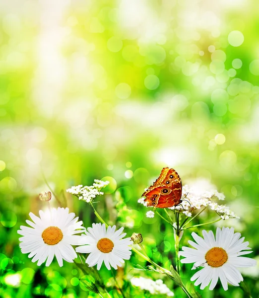 Fiori di campo margherite. farfalla — Foto Stock