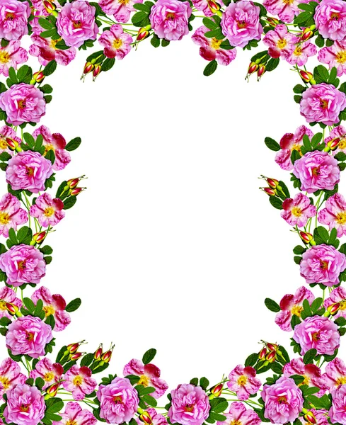 Hundsrose (rosa canina) Blumen auf weißem Hintergrund — Stockfoto