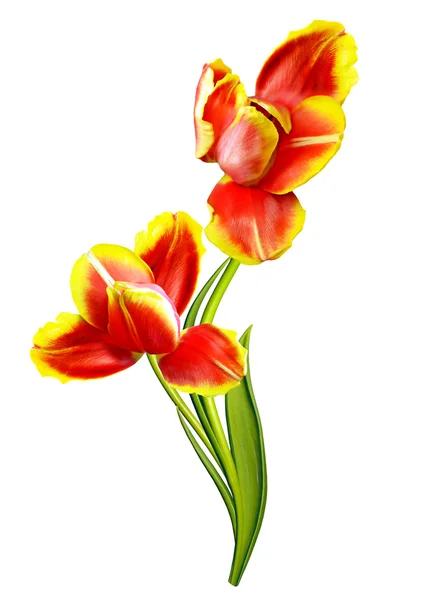 Spring flowers tulips isolated on white background — Stock Photo, Image