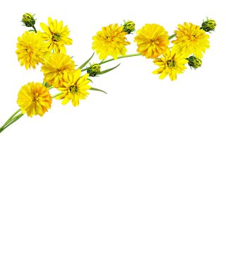 Yıldız çiçeği beyaz arkaplanda izole edilmiş