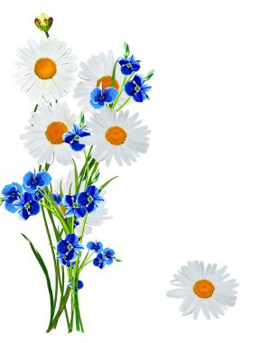 Beyaz arka planda izole edilmiş papatyalar.