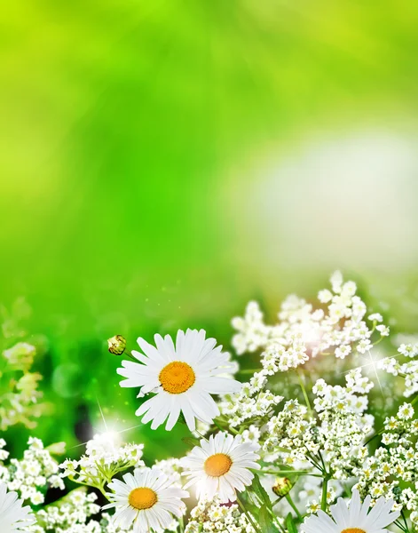 Zomer landschap. Wilde bloemen madeliefjes — Stockfoto